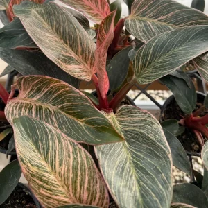 Philodendron Pink Bikini Live Plant - Variegated Pink Houseplant in 4 inch Pot - Image 1