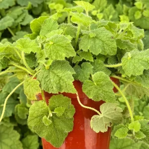 Piggyback Plant Live Plant - Tolmiea Menziesii in 4 inch Pot - Image 2