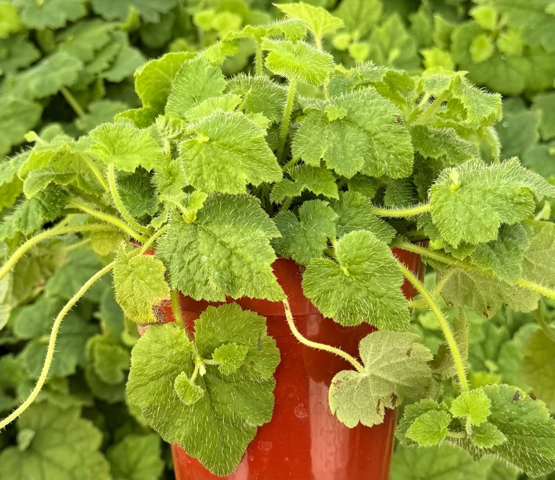Piggyback Plant Live Plant - Tolmiea Menziesii in 4 inch Pot - Image 2