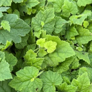 Piggyback Plant Live Plant - Tolmiea Menziesii in 4 inch Pot - Image 3