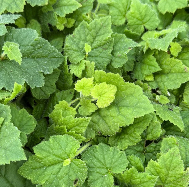 Piggyback Plant Live Plant - Tolmiea Menziesii in 4 inch Pot - Image 3