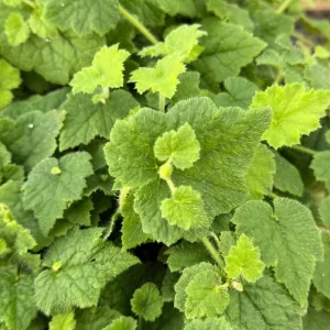 Piggyback Plant Live Plant - Tolmiea Menziesii in 4 inch Pot - Image 4