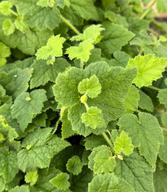 Piggyback Plant Live Plant - Tolmiea Menziesii in 4 inch Pot - Image 4