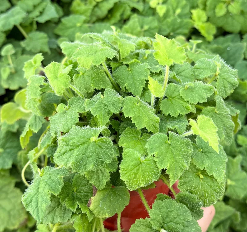 Piggyback Plant Live Plant - Tolmiea Menziesii in 4 inch Pot - Image 1