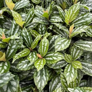 Pilea Watermelon Live Plant - Pilea Cadierei - 4 inch Pot - Indoor Houseplant - Image 2