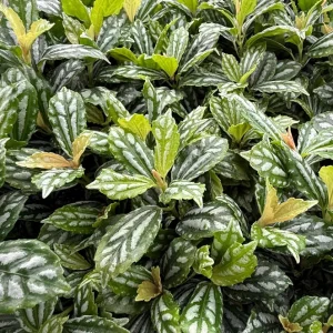 Pilea Watermelon Live Plant - Pilea Cadierei - 4 inch Pot - Indoor Houseplant - Image 3