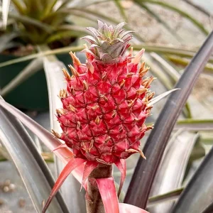Pineapple Live Plant, Ananas comosus, Fruit Plant, 6 inch Pot, Indoor/Outdoor - Image 2