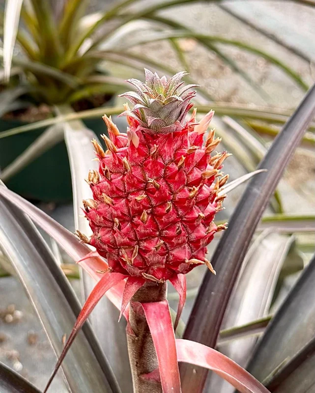 Pineapple Live Plant, Ananas comosus, Fruit Plant, 6 inch Pot, Indoor/Outdoor - Image 2