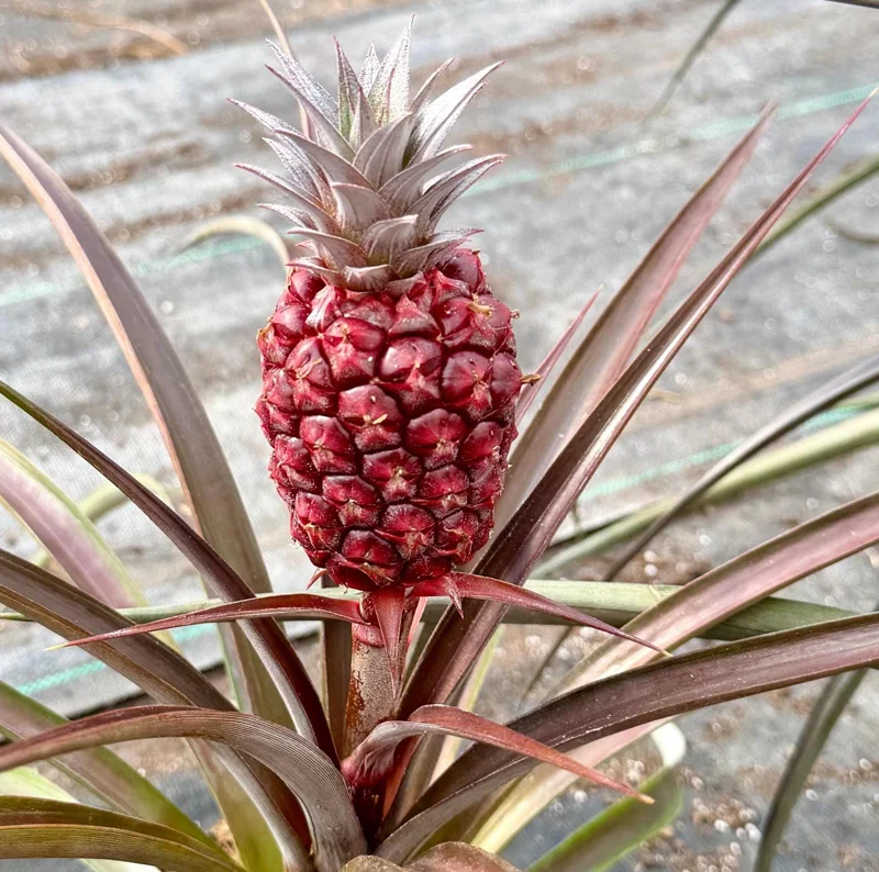 Pineapple Live Plant, Ananas comosus, Fruit Plant, 6 inch Pot, Indoor/Outdoor - Image 3