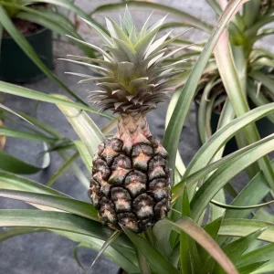 Pineapple Live Plant, Ananas comosus, Fruit Plant, 6 inch Pot, Indoor/Outdoor - Image 4