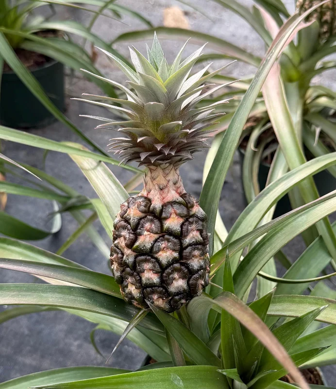 Pineapple Live Plant, Ananas comosus, Fruit Plant, 6 inch Pot, Indoor/Outdoor - Image 4