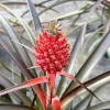 Pineapple Live Plant, Ananas comosus, Fruit Plant, 6 inch Pot, Indoor/Outdoor - Image 1