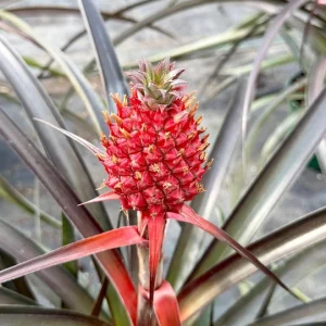 Pineapple Live Plant, Ananas comosus, Fruit Plant, 6 inch Pot, Indoor/Outdoor - Image 1