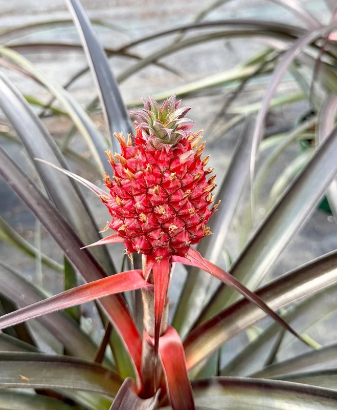 Pineapple Live Plant, Ananas comosus, Fruit Plant, 6 inch Pot, Indoor/Outdoor - Image 1