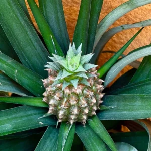 Pineapple Live Plant, Ananas comosus, Fruit Plant, 6 inch Pot, Indoor/Outdoor - Image 5