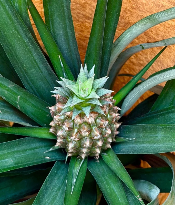 Pineapple Live Plant, Ananas comosus, Fruit Plant, 6 inch Pot, Indoor/Outdoor - Image 5