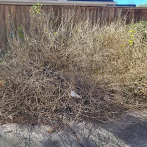 Pink Caprice Lantana Live Plants - Set of 2, 4-6