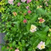 Pink Caprice Lantana Live Plants - Set of 2, 4-6" Tall - Outdoor Flowering Shrub - Image 1