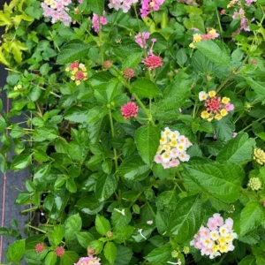 Pink Caprice Lantana Live Plants - Set of 2, 4-6
