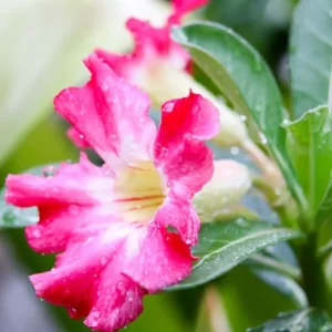 Pink Desert Rose Live Plant - Adenium Obesum Starter - 4-6