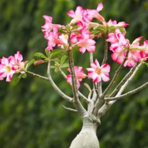 Pink Desert Rose Live Plant - Adenium Obesum Starter - 4-6