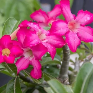 Pink Desert Rose Live Plant - Adenium Obesum Starter - 4-6