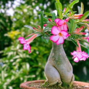 Pink Desert Rose Live Plant - Adenium Obesum Starter - 4-6" Tall Flower - Image 1