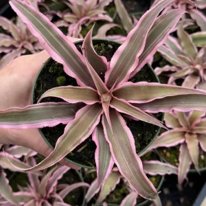 Pink Earth Star Plant Cryptanthus Le Rey Live Tropical Bromeliad 2.5