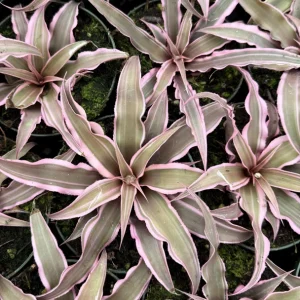 Pink Earth Star Plant Cryptanthus Le Rey Live Tropical Bromeliad 2.5