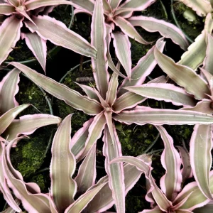 Pink Earth Star Plant Cryptanthus Le Rey Live Tropical Bromeliad 2.5