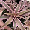 Pink Earth Star Plant Cryptanthus Le Rey Live Tropical Bromeliad 2.5" or 4" Pot - Image 1