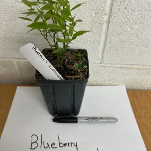 Pink Lemonade Blueberry Bush Live Plant – 4 inch Pot – Outdoor Fruit Shrub - Image 2