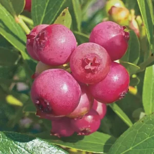 Pink Lemonade Blueberry Bush Live Plant – 4 inch Pot – Outdoor Fruit Shrub - Image 4
