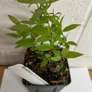 Pink Lemonade Blueberry Bush Live Plant – 4 inch Pot – Outdoor Fruit Shrub - Image 5