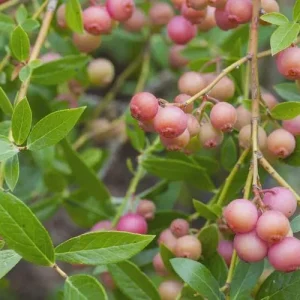 Pink Lemonade Blueberry Bush Live Plant – 4 inch Pot – Outdoor Fruit Shrub - Image 6