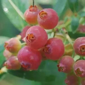 Pink Lemonade Blueberry Bush Live Plant – 4 inch Pot – Outdoor Fruit Shrub - Image 1