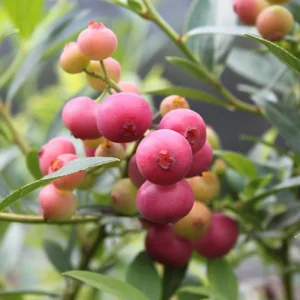 Pink Lemonade Blueberry Live Plants - Set of 2, 4-6