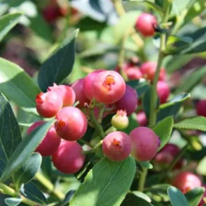 Pink Lemonade Blueberry Live Plants - Set of 2, 4-6