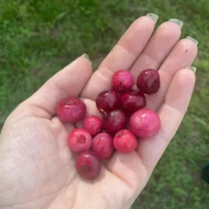 Pink Lemonade Blueberry Live Plants - Set of 2, 4-6