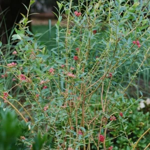 Pink Lemonade Blueberry Live Plants - Set of 2, 4-6