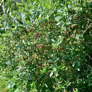 Pink Lemonade Blueberry Live Plants - Set of 2, 4-6