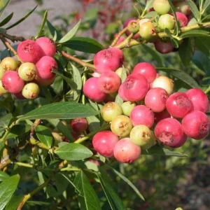 Pink Lemonade Blueberry Live Plants - Set of 2, 4-6