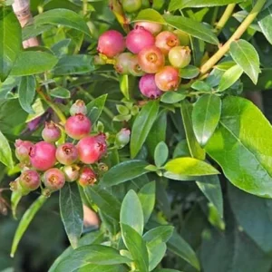 Pink Lemonade Blueberry Plant Live - Highbush Vaccinium Corymbosum - 4-6