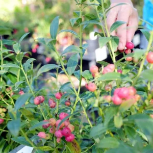 Pink Lemonade Blueberry Plant Live - Highbush Vaccinium Corymbosum - 4-6