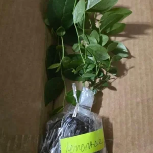 Pink Lemonade Blueberry Plant Live - Highbush Vaccinium Corymbosum - 4-6