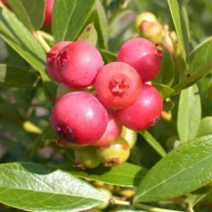 Pink Lemonade Blueberry Plant Live - Highbush Vaccinium Corymbosum - 4-6