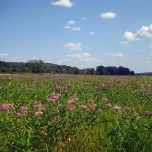 Pink Milkweed Live Plant - Set of 2, 4-6