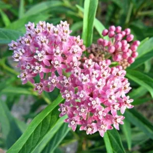 Pink Milkweed Live Plant - Set of 2, 4-6
