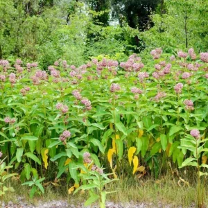 Pink Milkweed Live Plant - Set of 2, 4-6