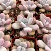 Pink Moonstone Succulent Live Plant - Pachyphytum Oviferum - 2 inch Pot - Image 1